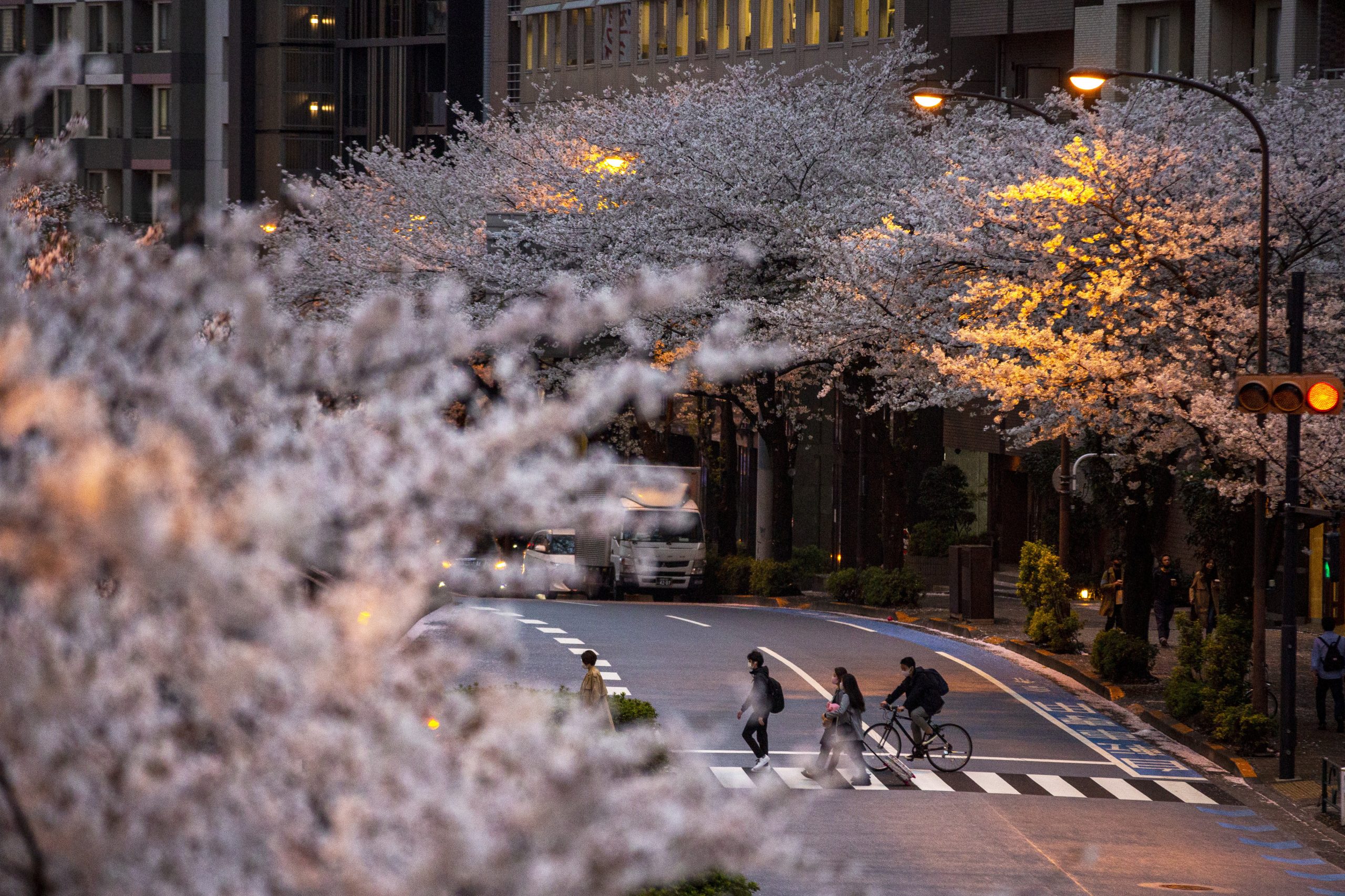 Care, 'magic' help DC's cherry blossom trees defy age: See Pics