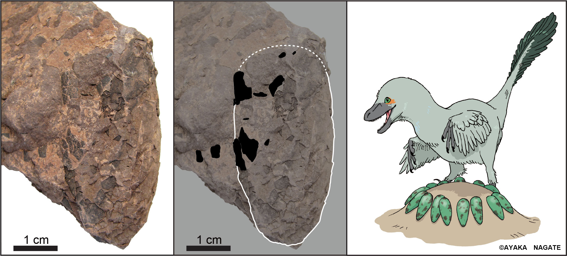 世界最小の恐竜の卵＝新種の化石、兵庫で発見―筑波大など｜ARAB NEWS